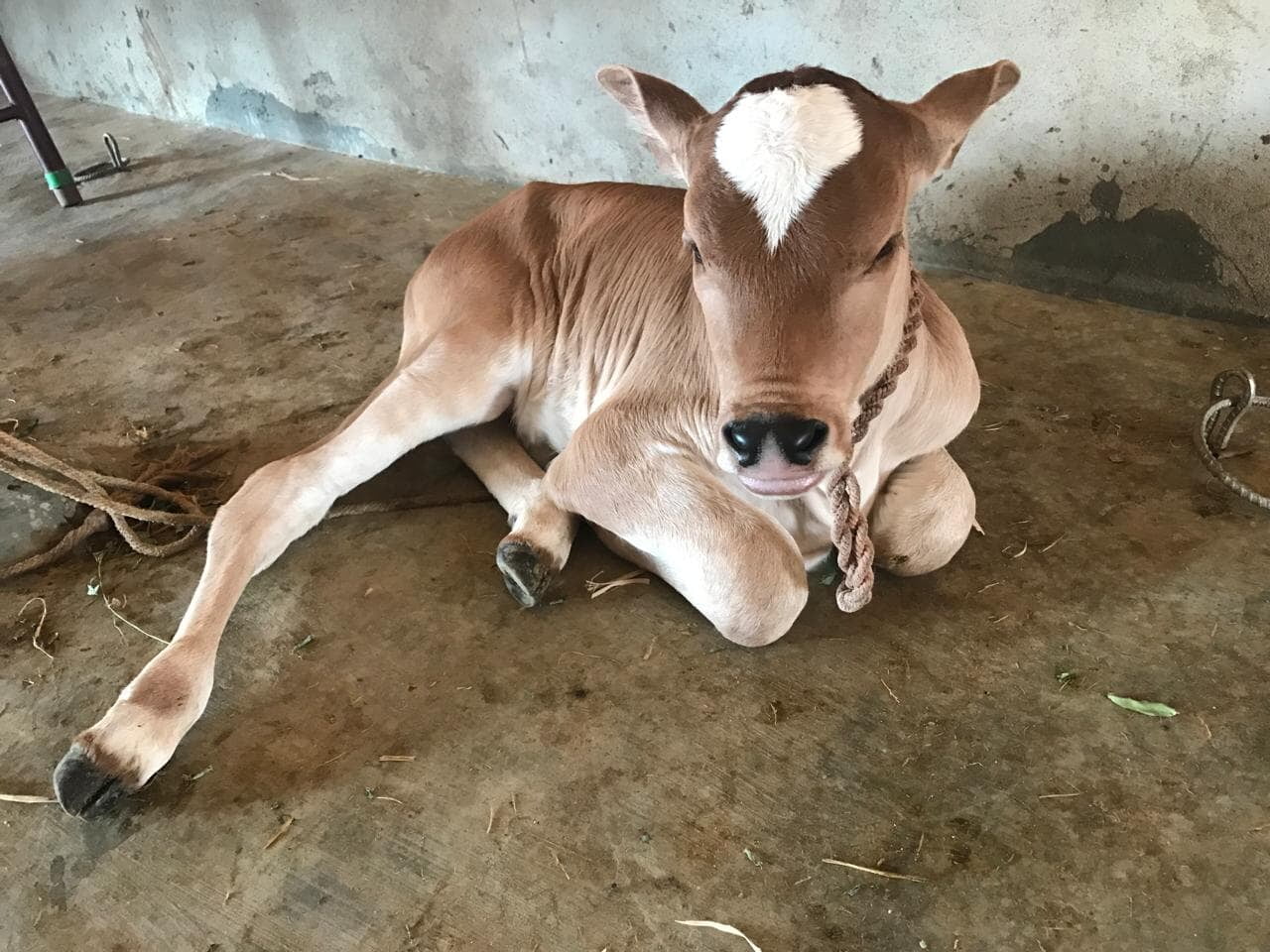 Indigenous Cow Conservation in India: Why It Matters